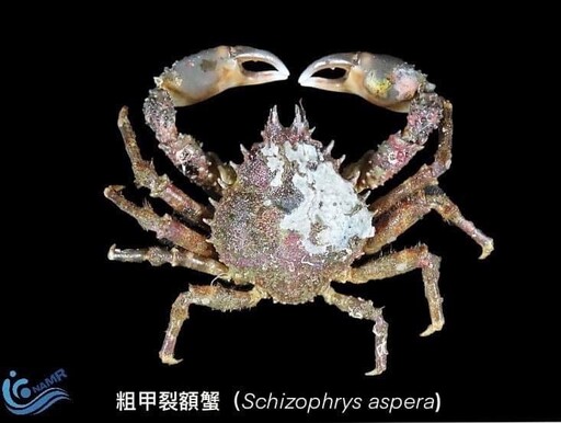 武裝雙棘蟹現身南臺灣 海洋研究啟動生態調查