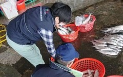 中市府抽驗1,162件水產及日本食品全數合格 嚴密把關核食