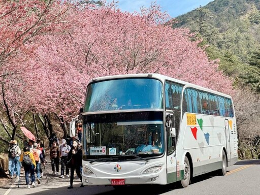 武陵櫻花季到2/29 中市交通局首推Taichung go交通套票大熱賣