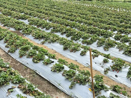 敏實科大USR團隊再出擊 申請SBIR計畫運用AIoT技術助草莓業者提升產量及品質