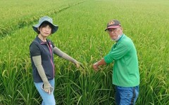 張世賢議員質詢：要求區公所坪割水稻需切實