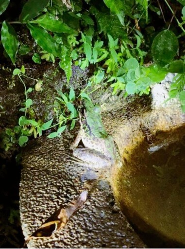 雲仙樂園賞蛙之旅 林保署新竹分署「夏夜蛙鳴」主題活動歡迎報名