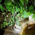 雲仙樂園賞蛙之旅 林保署新竹分署「夏夜蛙鳴」主題活動歡迎報名