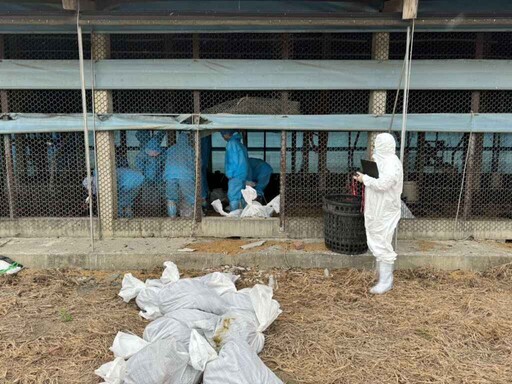 雲林東勢鄉一土雞場確診禽流感 防疫所已撲殺並消毒