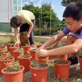 菊花地方特產入題 彰化福德國小生網博會展現家鄉魅力