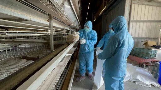 彰化芳苑1蛋雞場確診H5N1禽流感 撲殺13645隻清場消毒