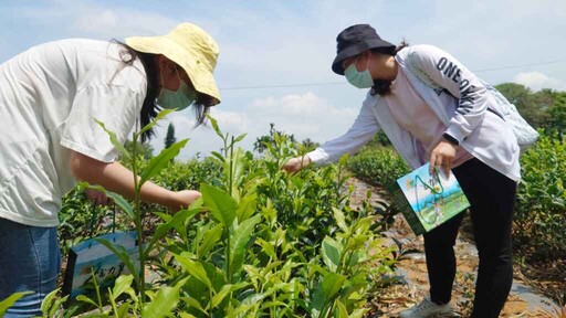 大葉大學獲教育部USR計畫獎助 推動竹山茶產業邁向國際舞台