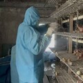 二林鎮1鵪鶉場確診H5N1禽流感 撲殺64300隻清場消毒