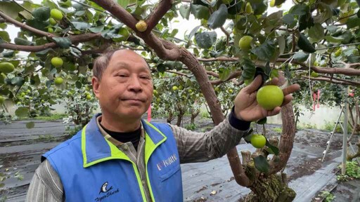 蜜棗界LV免費吃 彰化雪蜜棗果園開放採果樂