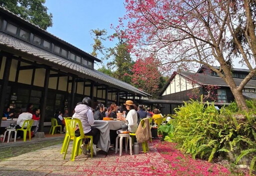 南投內湖國小櫻花季登場 賞櫻品茗音樂茶席共譜浪漫春日