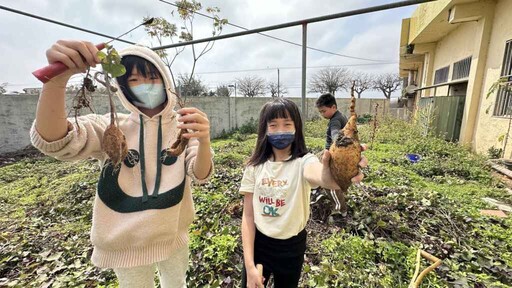 農事教育好好玩 香田國小學童體驗挖地瓜樂趣