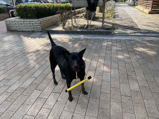 彰化縣試辦遊蕩犬配掛矯正棍 降低犬隻追人追車行為