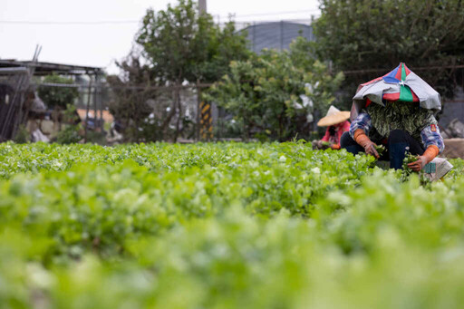 彰化優鮮Ｘ香菜市集 3月1日員林圓林園盛大登場