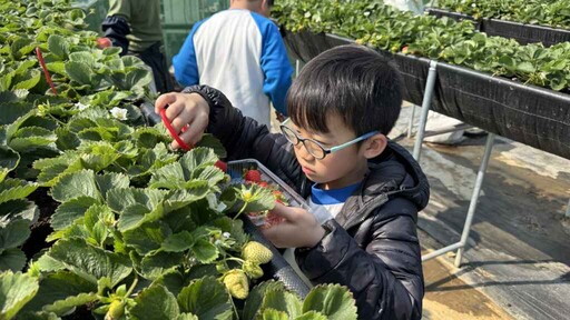 國聖國小走進無毒草莓園 學童親手採果感受農業樂趣