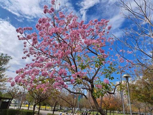 台中風鈴木美炸 金黃、粉紅花海吸引大批遊客拍照打卡