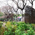 台中花之道計畫持續前進 南區忠明園道綻放花園新貌