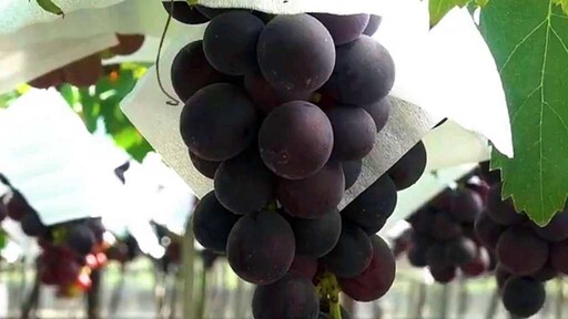 彰化溪湖巨峰葡萄進入量產期 供不應求價格創高峰
