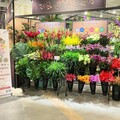 2025屏東的花卉生活美學展 享受花卉新五感饗宴