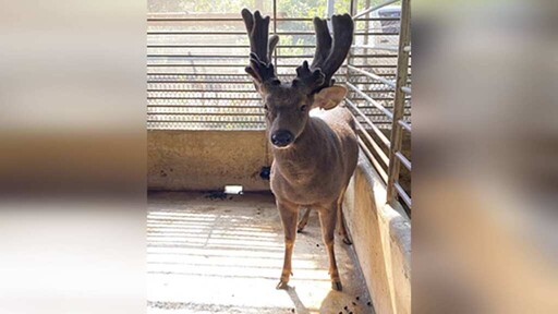 春夏鹿茸採收季 鹿隻牛結核病防疫