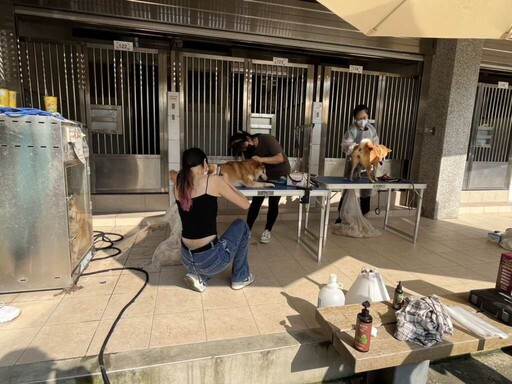 竹縣重罰惡意遺棄飼主 16隻柴犬洗香香準備迎接新狗生