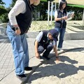 台中豐樂公園戲沙池挖到「一窩蛋」 建設局：將擬設「產房」