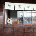百年車站整修完工 超萌實習站長「波吉」吸眼球