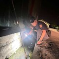 陸龜夜逃驚動警力！ 油車警1小時火速追「龜」破案