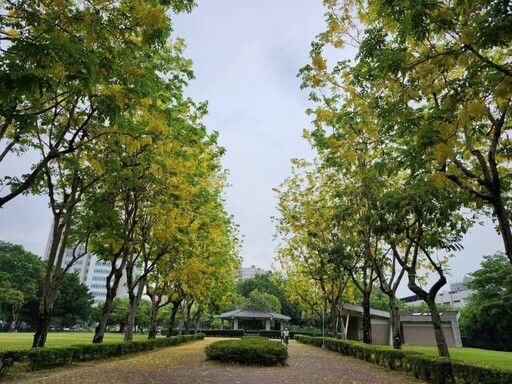 夏日限定! 黃金花雨與紫色花雲交織出浪漫風景
