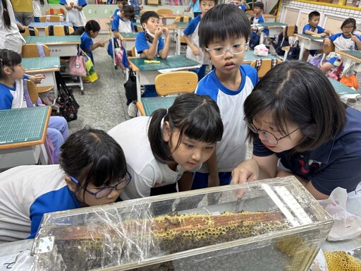 蜜蜂進校園！彰化市國聖國小推SDG生態教學體驗課
