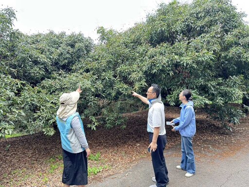 彰化荔枝因3月中旬低溫受損 農民可申請現金救助與低利貸款