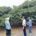 彰化荔枝因3月中旬低溫受損 農民可申請現金救助與低利貸款
