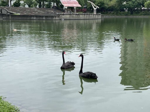 秋紅谷黑天鵝搬新家 「鳶鳶」與「揚揚」飄向北方展開新生活