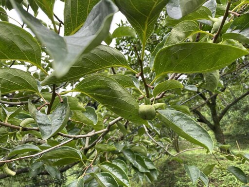新埔鎮柿子遭雨害落果嚴重 農業部公告現金救助