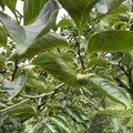 新埔鎮柿子遭雨害落果嚴重 農業部公告現金救助
