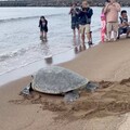 新北推海洋保育教育 鯨豚與海龜系列課程開課
