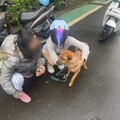 文一警立大功 我的「愛妃」終於回來了