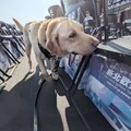 警察節獻上最溫暖的禮物 新北市為警犬健康把關送上專屬禮包
