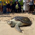 澎湖野放10隻海龜迎「世界海龜日」 百人共賞重返大海的感動