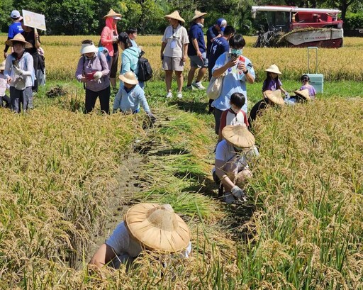 六堆地景區金黃稻穗隨風飄逸 200位大小朋友體驗大豐收