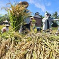 六堆地景區金黃稻穗隨風飄逸 200位大小朋友體驗大豐收