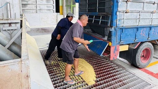 農業部調整公糧政策 稻農有感大幅增加收益四成