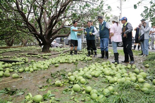丹娜絲颱風強風重創文旦產區 黃偉哲:全力支援清運復原