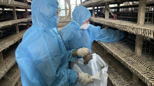 影/鹿港鎮1鵪鶉場確診H5N1禽流感 撲殺10萬4206隻清場消毒