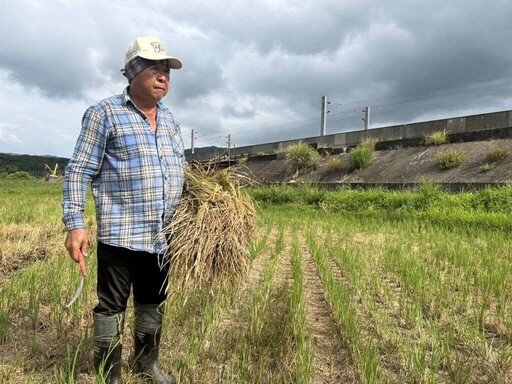 保育棲地又提高收益 新北田寮洋鳥類紀錄冠全台