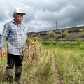 保育棲地又提高收益 新北田寮洋鳥類紀錄冠全台