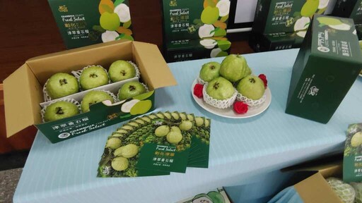 影／溪州「津翠」番石榴亮相 彰化打造高端水果品牌