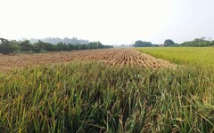 彰化地區二期稻作分蘗期 稻熱病、褐飛蝨發生拉警報