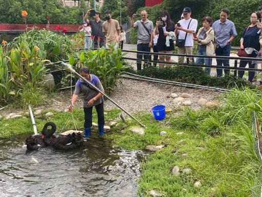 揭密黑天鵝長居秋紅谷原因 中市邀您中秋節「賞鵝踏青」
