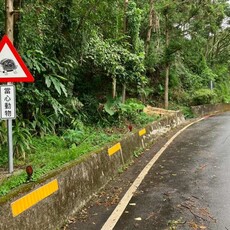 新北市農業局攜手政大推動路殺防治 10處生態廊道串聯友善棲地