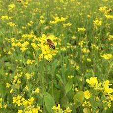 冬季綠肥種植開跑 「省肥、減碳」雙效達陣